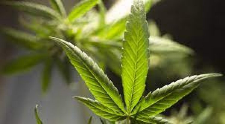 Venda de cannabis medicinal cresce 202% no Brasil