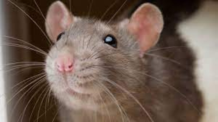 Como eliminar os ratos da minha casa sem colocar a saúde do meu pet em risco?