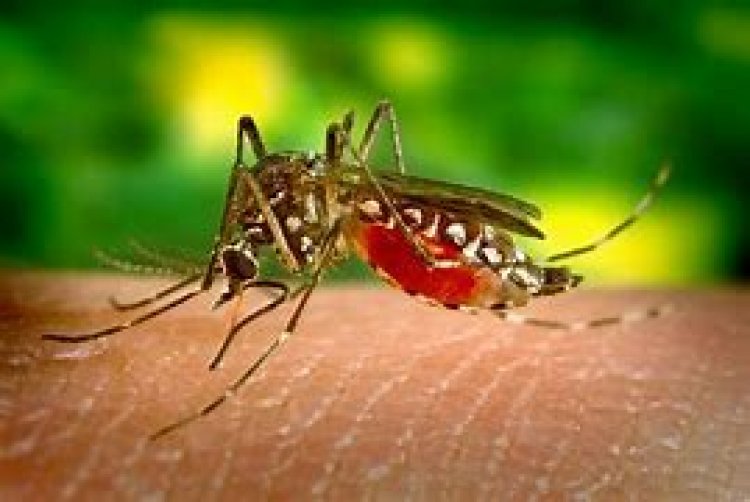 O combate ao avanço da dengue no Brasil requer esforço de toda a sociedade