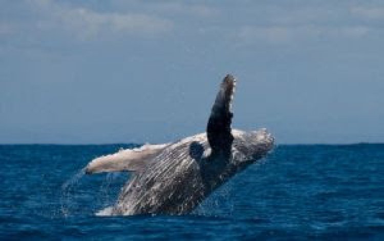 Litoral Norte de São Paulo atrai turistas com temporada de avistamento de cetáceos
