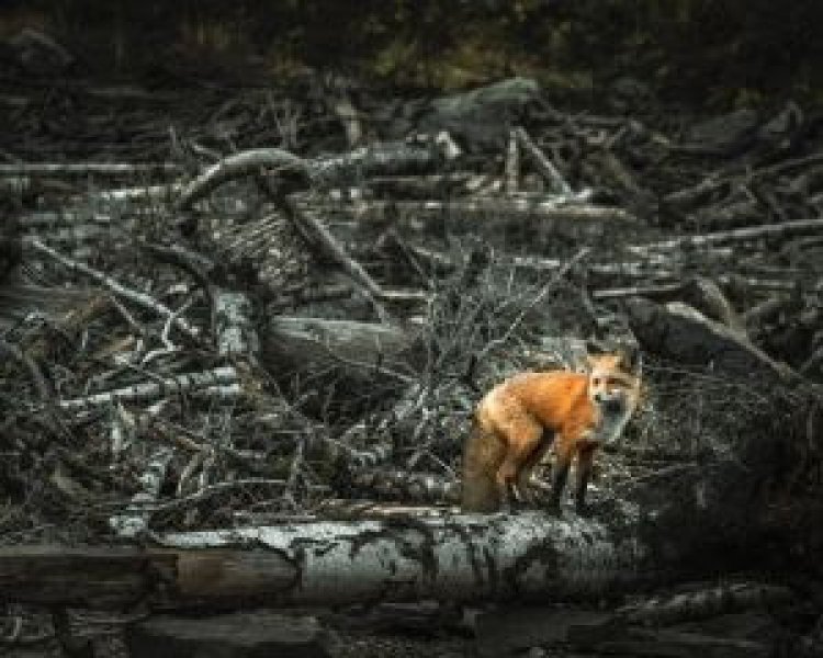 Não confunda sustentabilidade com ideologia