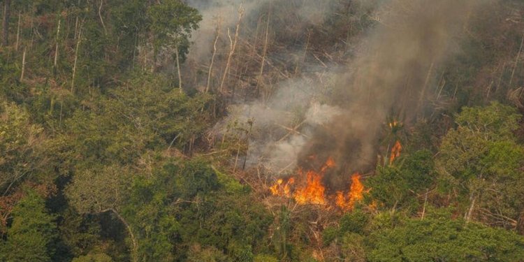 Após queimadas, recuperação das áreas verdes poderá levar o dobro do tempo sem intervenção humana